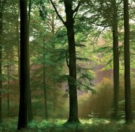 in/investissement-foret.jpg