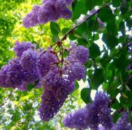ja/jardin-parfume-lilas.jpg