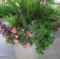 ja/jardin-pots-fougeres-begonias.jpg