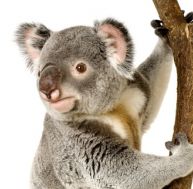ko/koala-debut.jpg