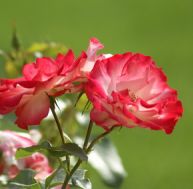 la/langage-fleurs.jpg
