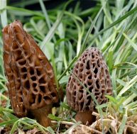 mo/morilles-0.jpg