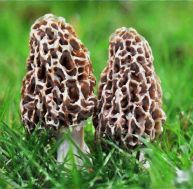 mo/morilles-2-0.jpg