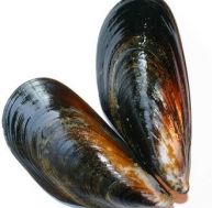 mo/moule-ouverte.jpg