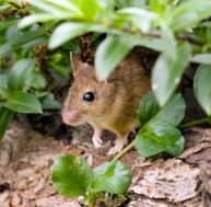 mu/mulots-lapins-nuisibles-jardin.jpg