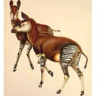 ok/okapi-debut.jpg