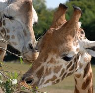 pa/parc-animalier-paris.jpg