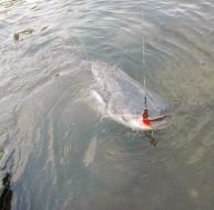pe/peche-silure-1.jpg