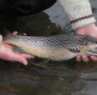 pe/peche-truite-0.jpg
