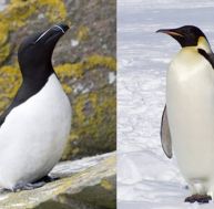 pi/pingouin-manchot-0.jpg