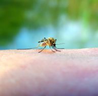 pi/piqure-insecte-premiers-soins.jpg