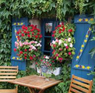 pl/planter-plantes-grimpantes.jpg
