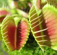 pl/plantes-carnivores-piege-actif.jpg