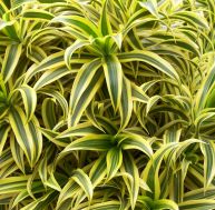 pl/plantes-depolluantes.jpg