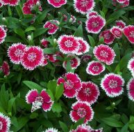 pl/plantes-resistantes-dianthus-plumarius.jpg
