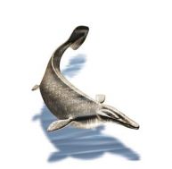 po/poisson-prehistorique.jpg