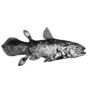 pr/presentation-coelacanthe.jpg