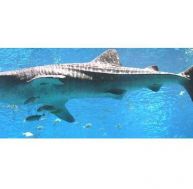 pr/presentation-requin.jpg