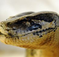 py/python-molure-tete-0.jpg