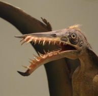 re/reconstition-pterosaure.jpg