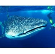 re/requin-bal-deb.jpg