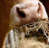 ru/ruminant-debut.jpg
