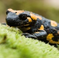 sa/salamandre-tachetee-1.jpg
