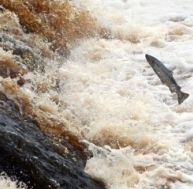 sa/saut-saumon.jpg