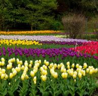 se/selection-vegetaux-bulbes-tulipes.jpg