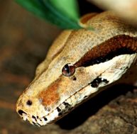 te/tete-serpent.jpg