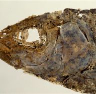 te/tete-specimen.jpg