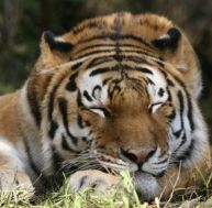 ti/tigre-dort.jpg