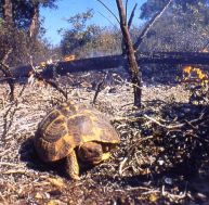 to/tortue-hermann-incendie.jpg