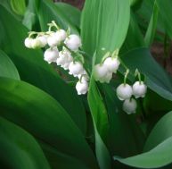 tr/travaux-jardin-mai-muguet.jpg