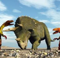 tr/triceratops7.jpg