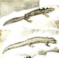 tr/triton-double-0.jpg