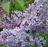 tr/trucs-beau-jardin-lilas.jpg