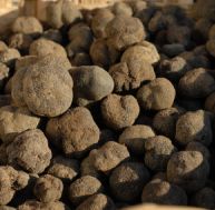 tr/truffes-2.jpg