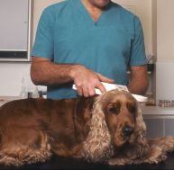 ve/veterinaire.jpg