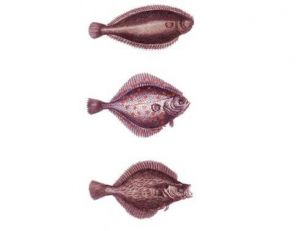 Poissons plats : soles, turbot, flétan, plies…