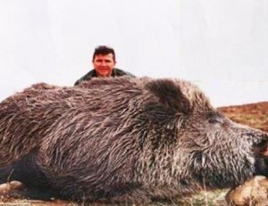 Un "Attila" de plusieurs quintaux tué dans la région de Kalkim en Turquie © courtoisie nature tours www.naturetours.fr