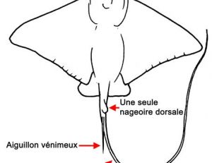 Aigle de mer
