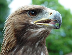 L'aigle royal est un des principaux prédateurs de la marmotte