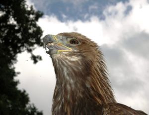 Aigle royal (Aquila chrysaetos)
