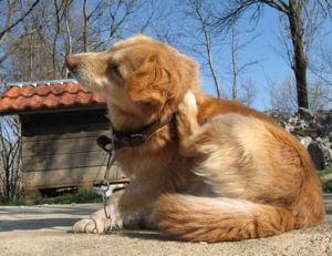 Allergies du chien