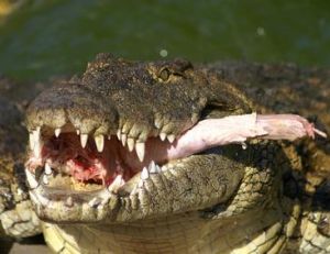 L'alligator n'est pas un crocodile, ni un caïman !