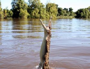 Saut hors de l’eau d’un alligator