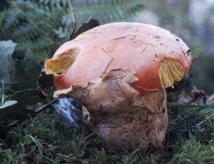 Amanite des césars