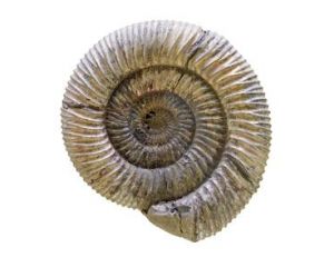 Ammonites ou les cornes d'Ammon