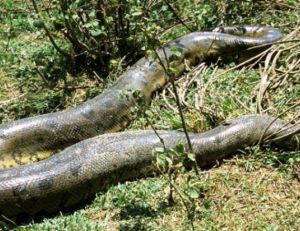 L’anaconda vert